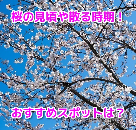 桜21年の開花予想 満開の見頃や散る時期はいつからいつまで