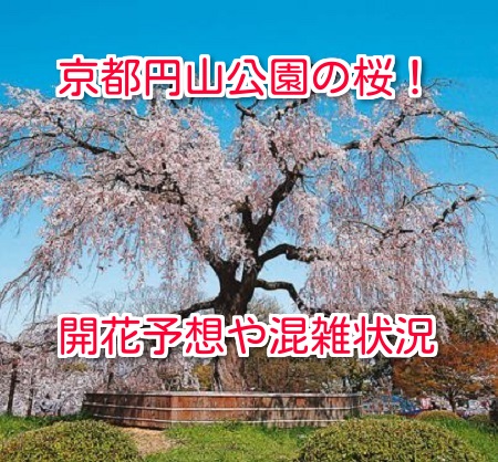 京都円山公園の桜