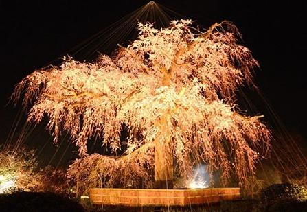 京都円山公園の桜 ライトアップ