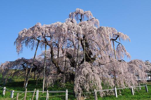 桜　おすすめスポット三春滝桜