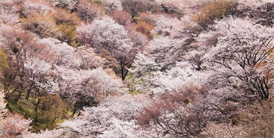 桜　おすすめスポット吉野山